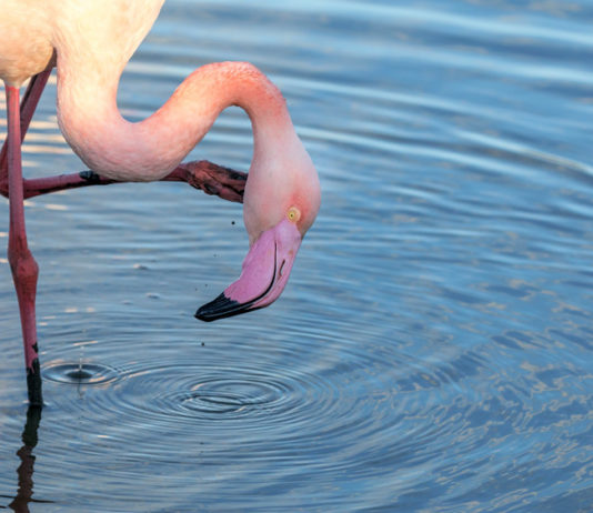 Lake Bogoria National Reserve Lake Bogoria National Reserve Kenia