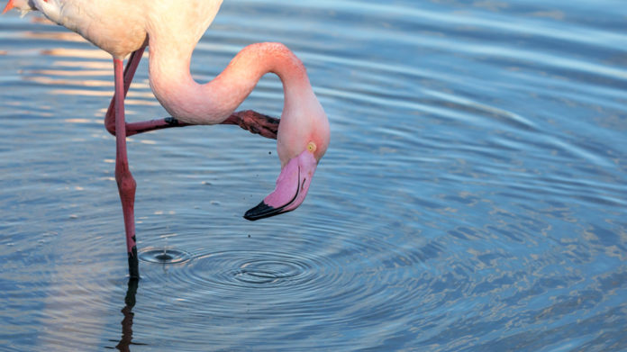 Lake Bogoria National Reserve Kenia