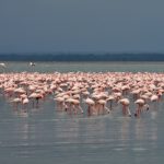 Lake Nakuru national park Kenia