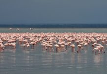 Lake Nakuru national park Lake Nakuru national park Kenia