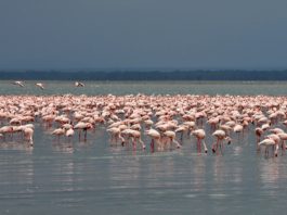 Lake Nakuru national park Lake Nakuru national park Kenia
