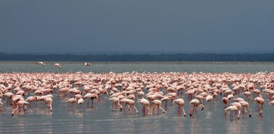 Lake Nakuru national park Lake Nakuru national park Kenia