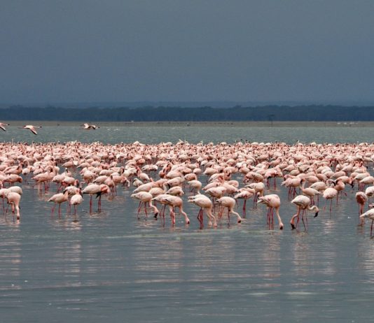 Lake Nakuru national park Lake Nakuru national park Kenia