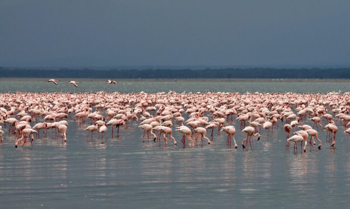 Lake Nakuru national park Kenia