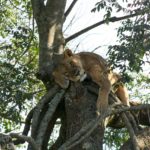 Lake Nakuru national park leeuw