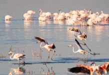 Lake Turkana, de Jade zee Lake Turkana Kenia de Jade zee