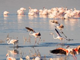 Lake Turkana, de Jade zee Lake Turkana Kenia de Jade zee
