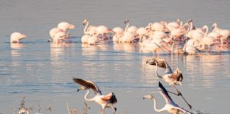 Lake Turkana, de Jade zee Lake Turkana Kenia de Jade zee