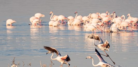 Lake Turkana, de Jade zee Lake Turkana Kenia de Jade zee