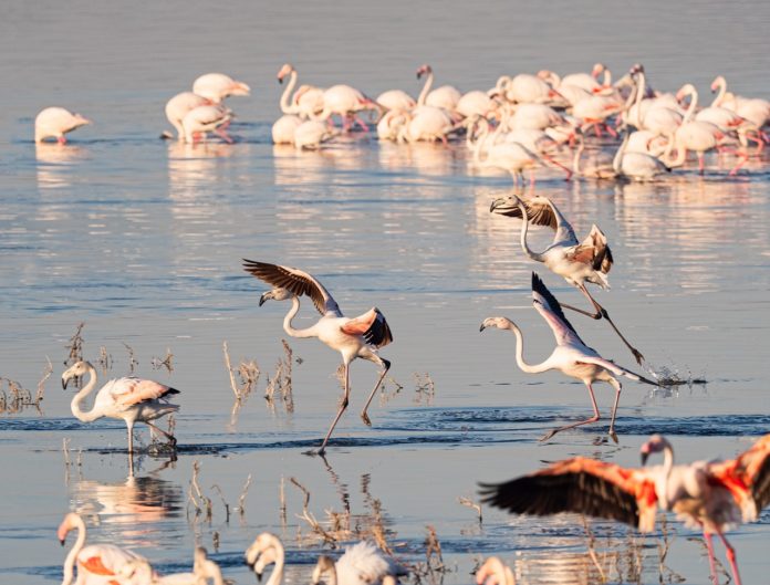 Lake Turkana Kenia de Jade zee