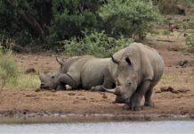 Lewa Wildlife Conservancy Lewa Wildlife Conservancy