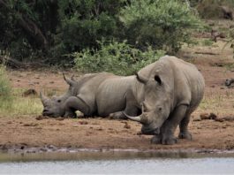 Lewa Wildlife Conservancy Lewa Wildlife Conservancy