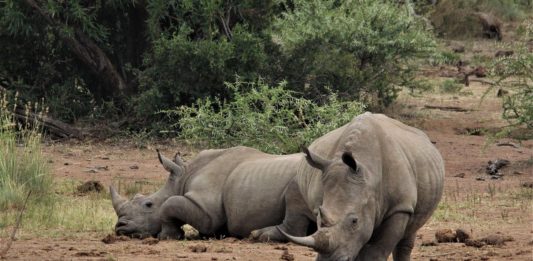 Lewa Wildlife Conservancy Lewa Wildlife Conservancy