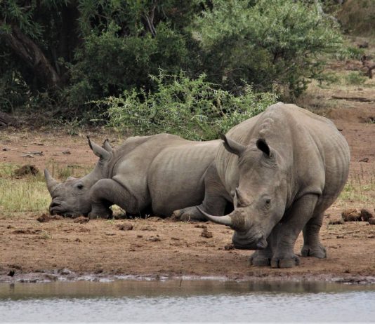 Lewa Wildlife Conservancy Lewa Wildlife Conservancy