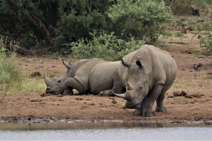 Lewa Wildlife Conservancy