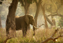 Marsabit National Park Marsabit National Park Kenia