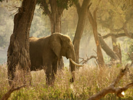 Marsabit National Park Marsabit National Park Kenia