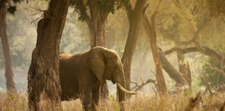 Marsabit National Park Marsabit National Park Kenia