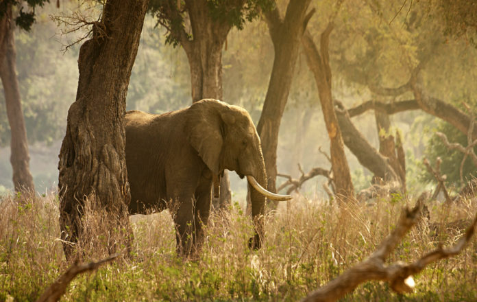 Marsabit National Park Kenia