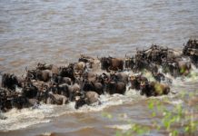 Masai Mara National Reserve Masai Mara National Reserve