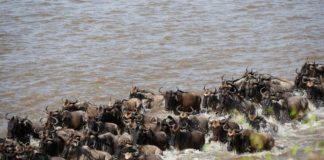 Masai Mara National Reserve Masai Mara National Reserve