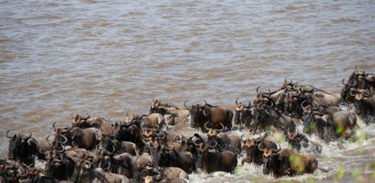 Masai Mara National Reserve Masai Mara National Reserve