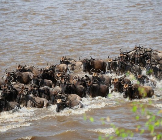 Masai Mara National Reserve Masai Mara National Reserve