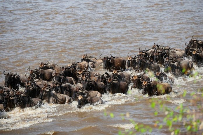 Masai Mara National Reserve