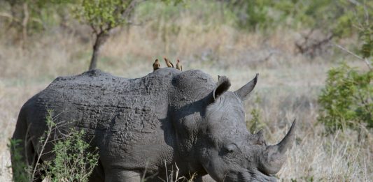 Meru National Park Meru national park Kenia