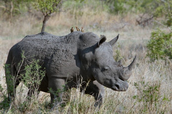 Meru national park Kenia