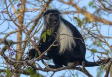 Mount Elgon en ondergrondse olifanten Mount Elgon en haar ondergrondse olifanten
