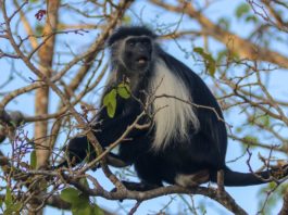 Mount Elgon en ondergrondse olifanten Mount Elgon en haar ondergrondse olifanten