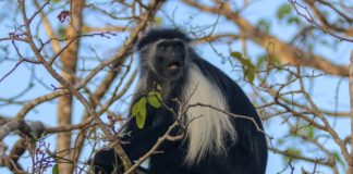 Mount Elgon en ondergrondse olifanten Mount Elgon en haar ondergrondse olifanten