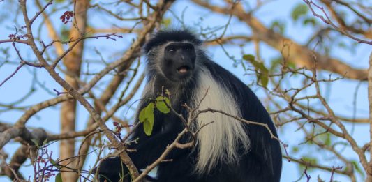 Mount Elgon en ondergrondse olifanten Mount Elgon en haar ondergrondse olifanten