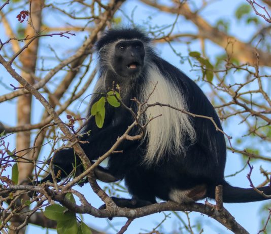 Mount Elgon en ondergrondse olifanten Mount Elgon en haar ondergrondse olifanten