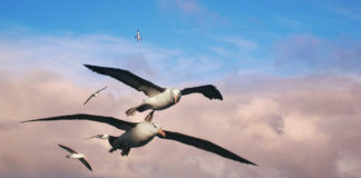 Namibië verminderd sterftecijfer van zeevogels met 98 procent Namibië albatros