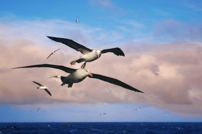 Namibië albatros