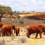 Rode olifanten Tsavo Kenia