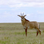 Ruma National Park Kenia