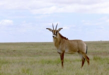 Ruma National Park Ruma National Park Kenia