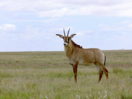 Ruma National Park Ruma National Park Kenia