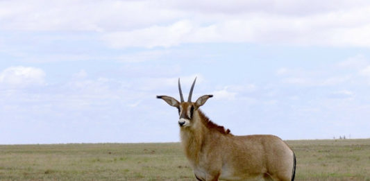 Ruma National Park Ruma National Park Kenia