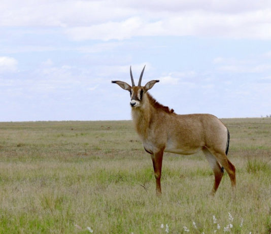 Ruma National Park Ruma National Park Kenia