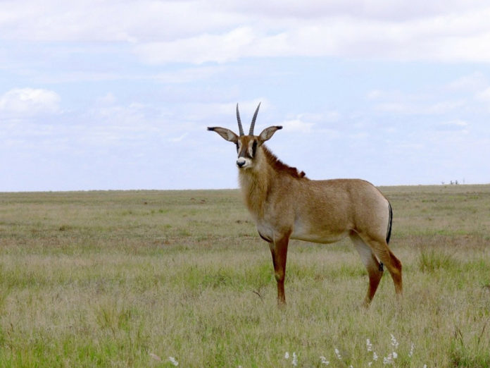 Ruma National Park Kenia