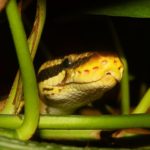 Ruma National Park python