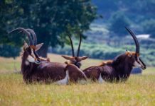 Shimba Hills National Reserve Shimba Hills National Reserve kenia
