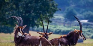 Shimba Hills National Reserve Shimba Hills National Reserve kenia