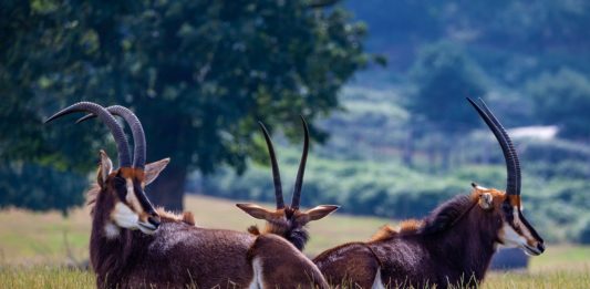 Shimba Hills National Reserve Shimba Hills National Reserve kenia