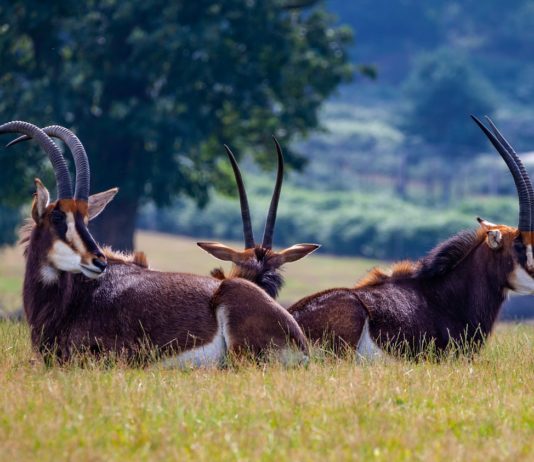 Shimba Hills National Reserve Shimba Hills National Reserve kenia