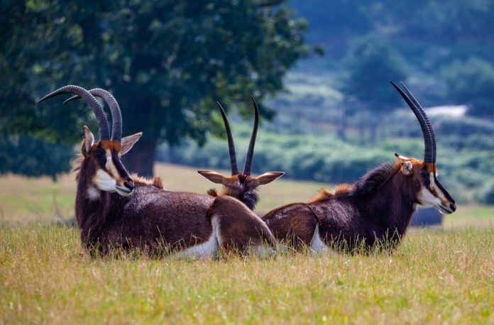 Shimba Hills National Reserve kenia